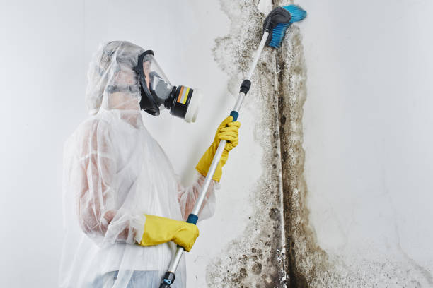 DIY Mold Remediation